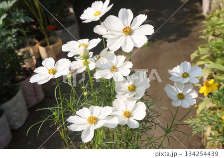 cosmos flower plant on bag in farm cosmos flower plant on bag in farm 134254439