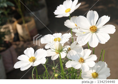 cosmos flower plant on bag in farm cosmos flower plant on bag in farm 134254440