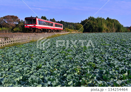 キャベツ畑を走る鹿島臨海鉄道6000形気動車 キャベツ畑を走る鹿島臨海鉄道6000形気動車 134254464