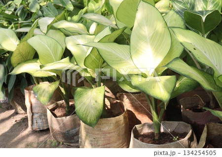 Dieffenbachia leaf plant on farm Dieffenbachia leaf plant on farm 134254505
