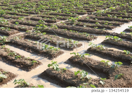 cucumber plant seedling on field 134254519