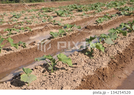 cucumber plant seedling on field 134254520