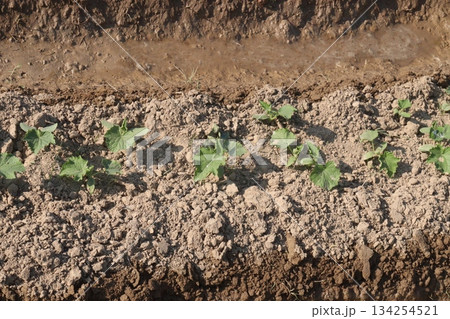 cucumber plant seedling on field 134254521