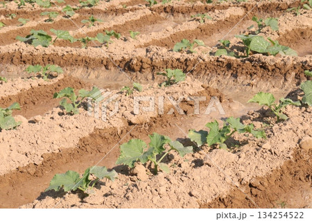cucumber plant seedling on field cucumber plant seedling on field 134254522