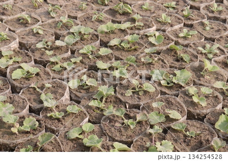 cucumber plant seedling on field cucumber plant seedling on field 134254528