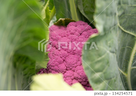 露地栽培している紫色のカリフラワー　（10月）　家庭菜園 134254571