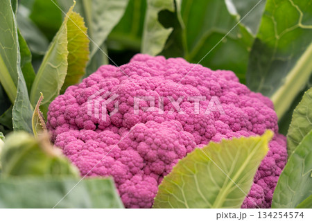 露地栽培している紫色のカリフラワー　（10月）　家庭菜園 134254574