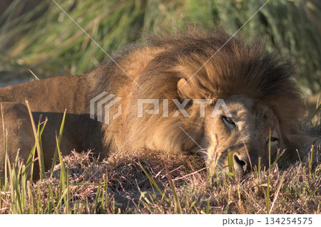 初冬の午後にうっすらと目を開けて眠るライオン 134254575