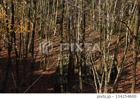 晩秋の里山 晩秋の里山 134254600
