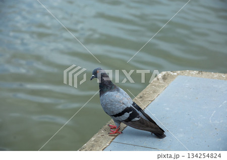 Pigeons feed food on the ground, focus selective Pigeons feed food on the ground, focus selective 134254824