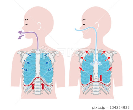 肺と横隔膜の動きをシンプルに表した解剖イラスト 134254925