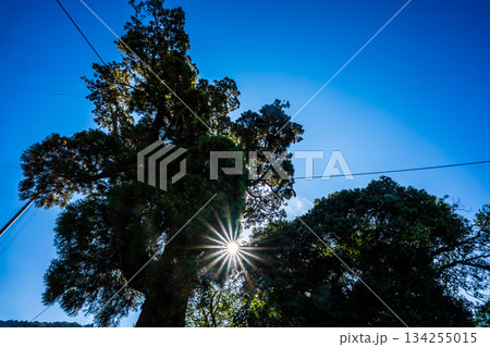 女夫木の大スギ　【長崎県諫早市】 134255015