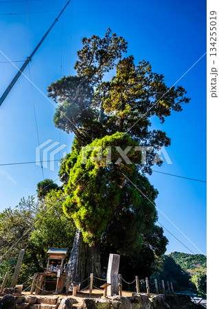 女夫木の大スギ 【長崎県諫早市】 女夫木の大スギ 【長崎県諫早市】 134255019