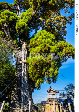 女夫木の大スギ　【長崎県諫早市】 134255021