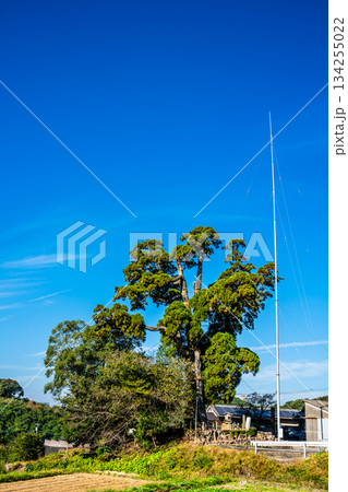 女夫木の大スギ　【長崎県諫早市】 134255022