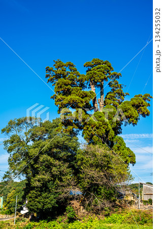女夫木の大スギ　【長崎県諫早市】 134255032