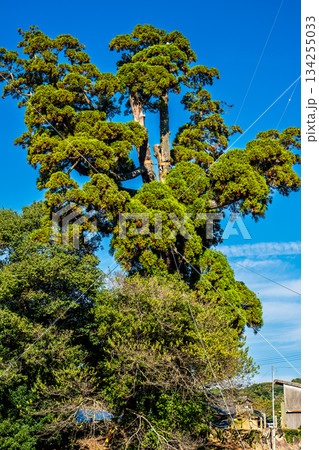 女夫木の大スギ　【長崎県諫早市】 134255033