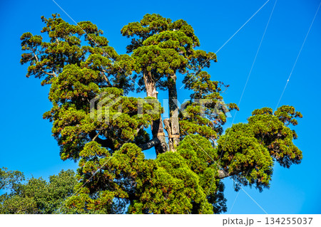 女夫木の大スギ　【長崎県諫早市】 134255037