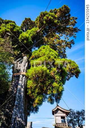 女夫木の大スギ 【長崎県諫早市】 女夫木の大スギ 【長崎県諫早市】 134255045