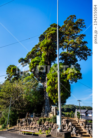 女夫木の大スギ　【長崎県諫早市】 134255064