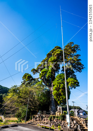 女夫木の大スギ　【長崎県諫早市】 134255065