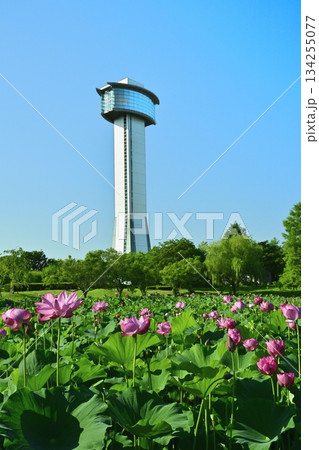 行田市古代ハスの里の展望タワーと花咲くハス池 行田市古代ハスの里の展望タワーと花咲くハス池 134255077