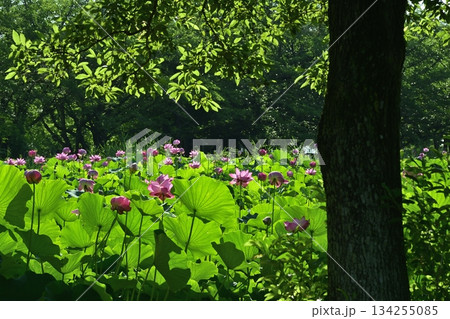 行田市古代ハスの里の古代ハスの花 134255085
