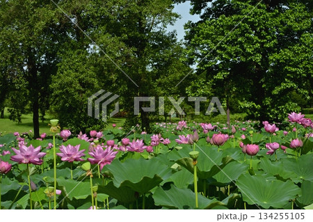 行田市古代ハスの里の古代ハスの花 134255105