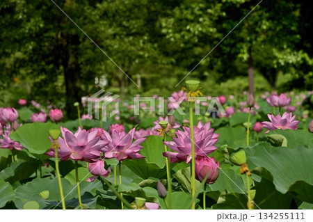 行田市古代ハスの里の古代ハスの花 134255111
