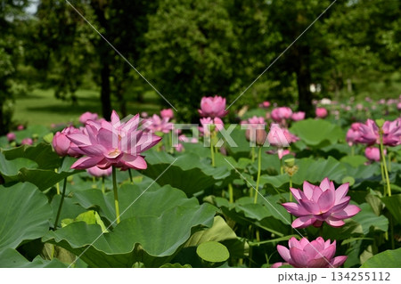 行田市古代ハスの里の古代ハスの花 134255112