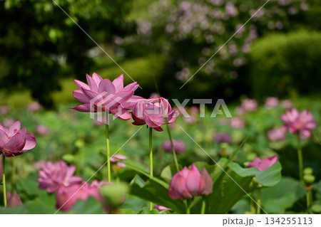 行田市古代ハスの里の古代ハスの花 134255113