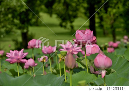 行田市古代ハスの里の古代ハスの花 134255114