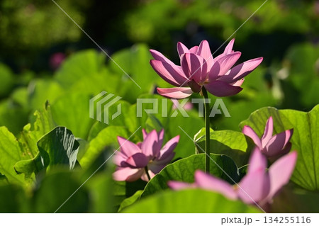 行田市古代ハスの里の古代ハスの花 134255116