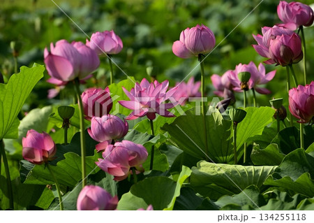 行田市古代ハスの里の古代ハスの花 134255118