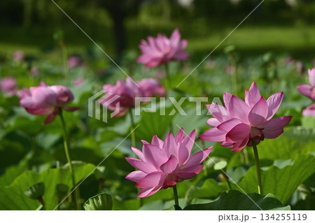 行田市古代ハスの里の古代ハスの花 134255119