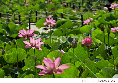 行田市古代ハスの里の古代ハスの花 134255123