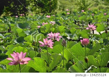 行田市古代ハスの里の古代ハスの花 134255124