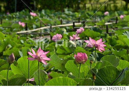 行田市古代ハスの里の古代ハスの花 134255125