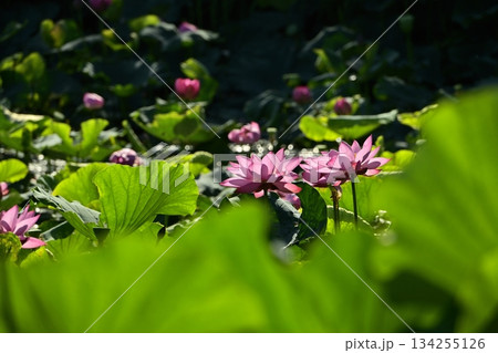 行田市古代ハスの里の古代ハスの花 134255126