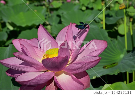 行田市古代ハスの里の古代ハスの花にトンボ 行田市古代ハスの里の古代ハスの花にトンボ 134255131