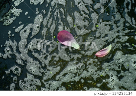 行田市古代ハスの里の水面に落ちた古代ハスの花びら 134255134