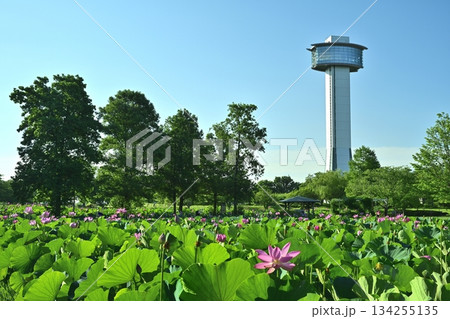 行田市古代ハスの里の展望タワーと花咲くハス池 134255135