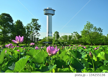 行田市古代ハスの里の展望タワーと花咲くハス池 134255136