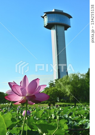 行田市古代ハスの里の展望タワーと花咲くハス池 134255138