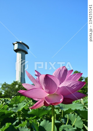 行田市古代ハスの里の展望タワーと花咲くハス池 行田市古代ハスの里の展望タワーと花咲くハス池 134255141