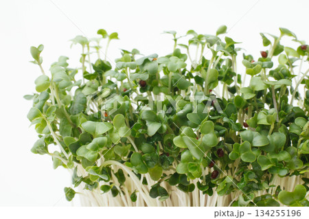 豆苗　　白バック 134255196