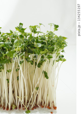 豆苗 白バック 豆苗 白バック 134255197