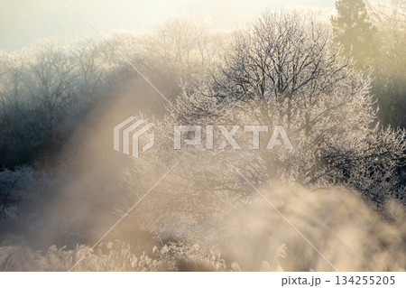 里山に降りた霜が朝日で輝くとき（蒜山高原） 134255205