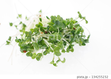 豆苗　　白バック 134255232