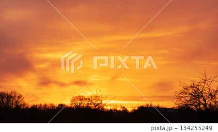 Vivid Golden Sunset Sky Over Silhouetted Trees in Peaceful Nature Vivid Golden Sunset Sky Over Silhouetted Trees in Peaceful Nature 134255249